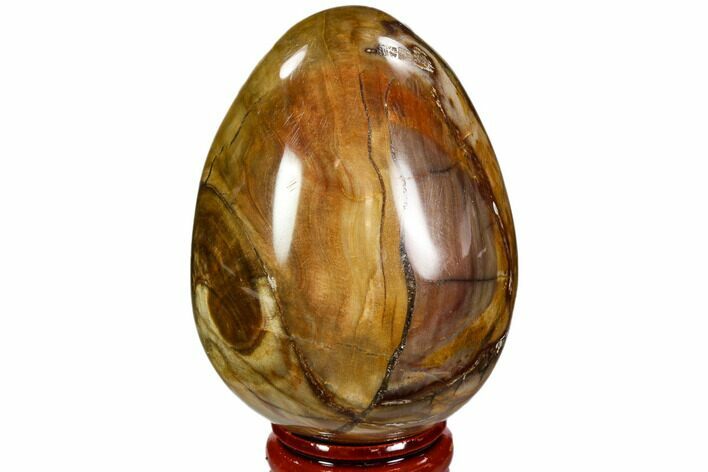 Colorful, Polished Petrified Wood Egg - Triassic #107383